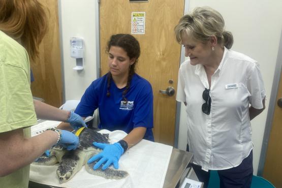 Senator Hyde-Smith watches as workers assess an injured sea turtle at the Institute for Marine Mammal Studies in Gulfport. (Aug. 15, 2022)